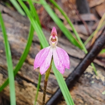 Caladenia carnea (Pink Fingers) at Black Mountain - 7 Oct 2020 by Philip
