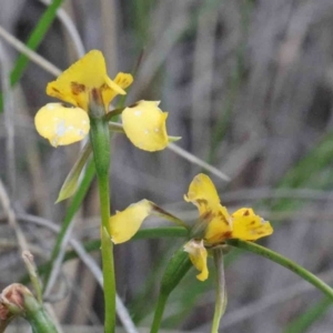 Diuris nigromontana at O'Connor, ACT - suppressed