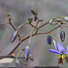 Dianella revoluta var. revoluta (Black-Anther Flax Lily) at Caladenia Forest, O'Connor - 9 Oct 2020 by ConBoekel