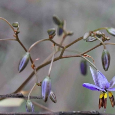 Dianella revoluta var. revoluta (Black-Anther Flax Lily) at Caladenia Forest, O'Connor - 9 Oct 2020 by ConBoekel