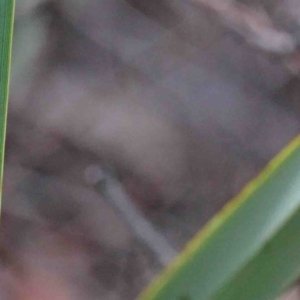 Dianella revoluta var. revoluta at O'Connor, ACT - 9 Oct 2020