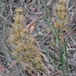 Lomandra multiflora at O'Connor, ACT - 9 Oct 2020
