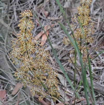 Lomandra multiflora (Many-flowered Matrush) at O'Connor, ACT - 9 Oct 2020 by ConBoekel