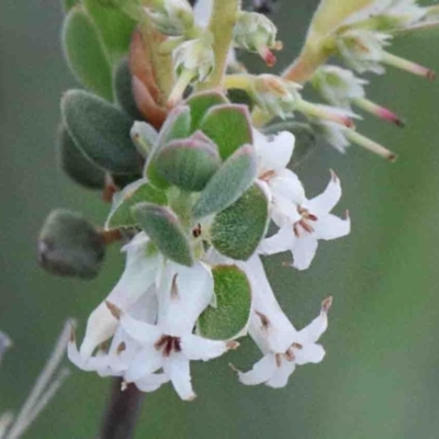 Brachyloma daphnoides (Daphne Heath) at Caladenia Forest, O'Connor - 9 Oct 2020 by ConBoekel