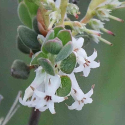 Brachyloma daphnoides (Daphne Heath) at O'Connor, ACT - 9 Oct 2020 by ConBoekel