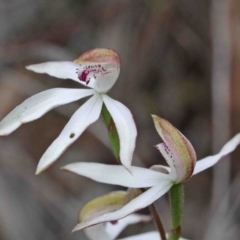 Caladenia moschata (Musky Caps) at Caladenia Forest, O'Connor - 9 Oct 2020 by ConBoekel