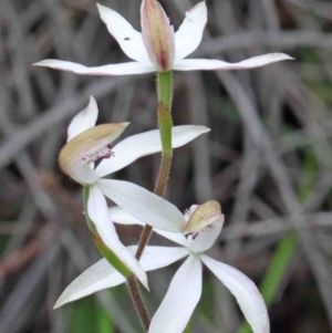 Caladenia moschata at Acton, ACT - 9 Oct 2020