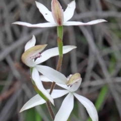 Caladenia moschata at Acton, ACT - 9 Oct 2020