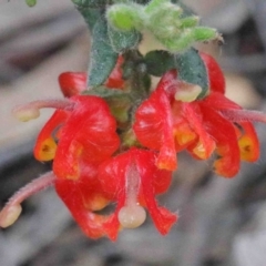 Grevillea alpina (Mountain Grevillea / Cat's Claws Grevillea) at Acton, ACT - 9 Oct 2020 by ConBoekel