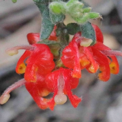 Grevillea alpina (Mountain Grevillea / Cat's Claws Grevillea) at Caladenia Forest, O'Connor - 9 Oct 2020 by ConBoekel