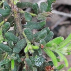 Grevillea alpina at Acton, ACT - 9 Oct 2020