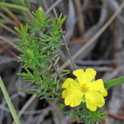 Hibbertia calycina (Lesser Guinea-flower) at Caladenia Forest, O'Connor - 9 Oct 2020 by ConBoekel