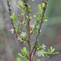 Phyllanthus occidentalis (Thyme Spurge) at Acton, ACT - 9 Oct 2020 by ConBoekel