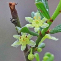 Phyllanthus occidentalis at Acton, ACT - 9 Oct 2020