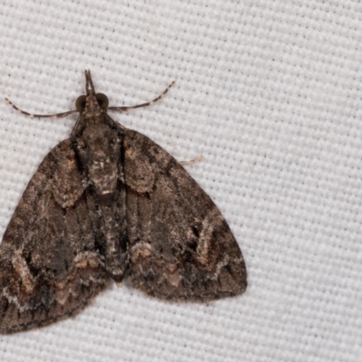 Microdes undescribed species (A Geometer moth) at Paddys River, ACT - 9 May 2018 by kasiaaus