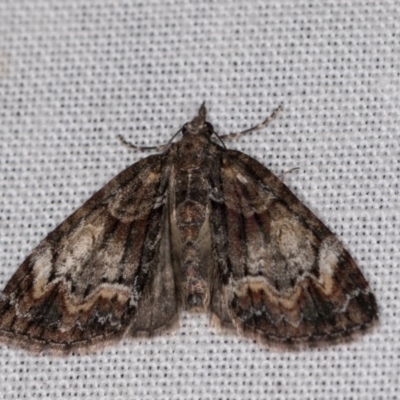 Microdes undescribed species (A Geometer moth) at Paddys River, ACT - 9 May 2018 by kasiaaus