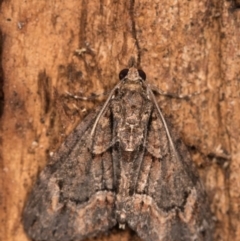 Microdes undescribed species (A Geometer moth) at Paddys River, ACT - 18 May 2018 by kasiaaus