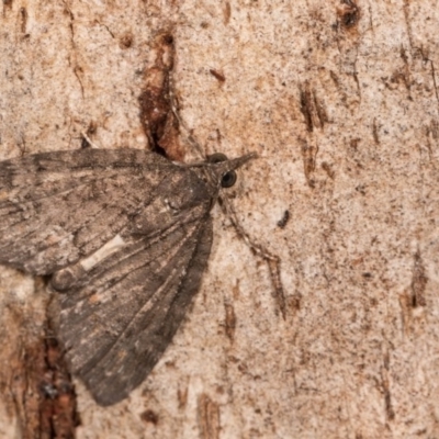 Microdes squamulata (Dark-grey Carpet) at Tidbinbilla Nature Reserve - 9 May 2018 by kasiaaus
