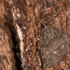 Microdes squamulata (Dark-grey Carpet) at Tidbinbilla Nature Reserve - 18 May 2018 by kasiaaus