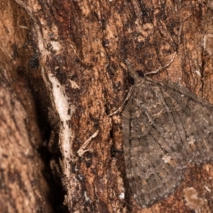 Microdes squamulata at Paddys River, ACT - 18 May 2018