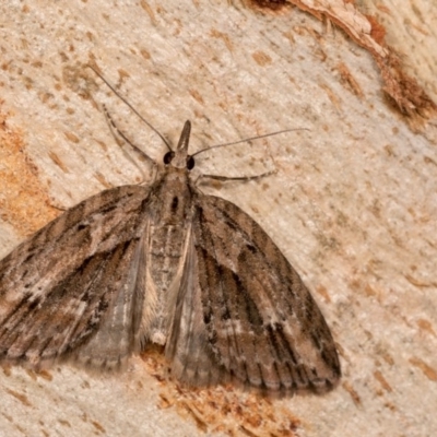 Microdes undescribed species (A Geometer moth) at Tidbinbilla Nature Reserve - 11 Nov 2018 by kasiaaus