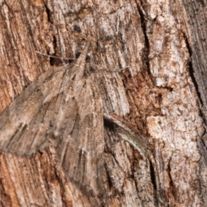 Microdes undescribed species at Paddys River, ACT - 11 Nov 2018