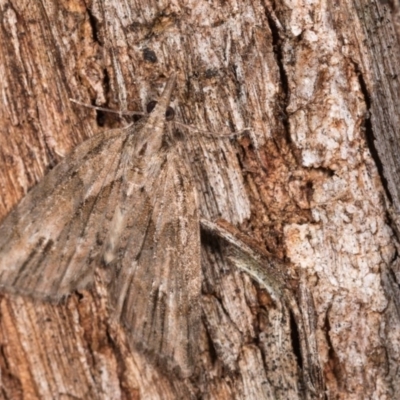 Microdes undescribed species (A Geometer moth) at Tidbinbilla Nature Reserve - 11 Nov 2018 by kasiaaus