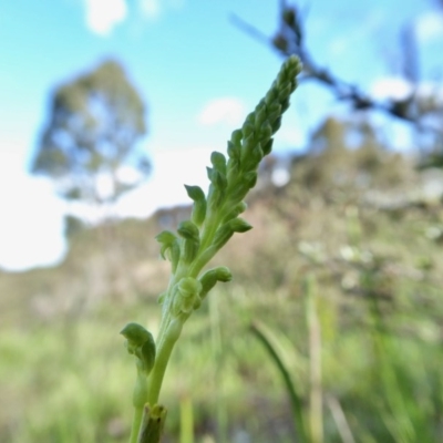 Microtis parviflora (Slender Onion Orchid) at Yass River, NSW - 8 Oct 2020 by SenexRugosus