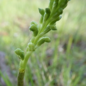 Microtis parviflora at Yass River, NSW - 8 Oct 2020