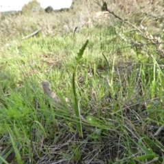 Microtis parviflora at Yass River, NSW - 8 Oct 2020