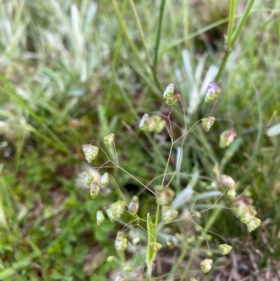 Briza minor (Shivery Grass) at Hughes Grassy Woodland - 9 Oct 2020 by KL