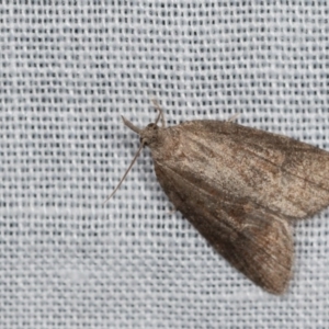 Microdes squamulata at Paddys River, ACT - 9 May 2018