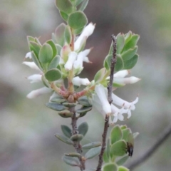 Brachyloma daphnoides (Daphne Heath) at Acton, ACT - 9 Oct 2020 by ConBoekel