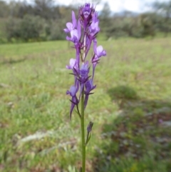 Linaria pelisseriana (Pelisser's Toadflax) at Yass River, NSW - 9 Oct 2020 by SenexRugosus