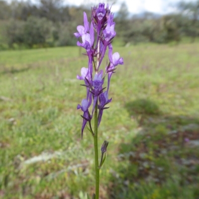 Linaria pelisseriana (Pelisser's Toadflax) at Yass River, NSW - 9 Oct 2020 by SenexRugosus