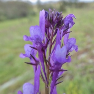 Linaria pelisseriana at Yass River, NSW - 9 Oct 2020