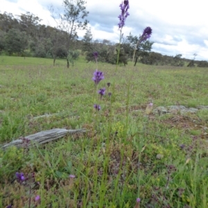 Linaria pelisseriana at Yass River, NSW - 9 Oct 2020