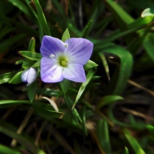 Veronica gracilis at Yass River, NSW - 9 Oct 2020