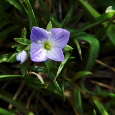 Veronica gracilis (Slender Speedwell) at Yass River, NSW - 9 Oct 2020 by SenexRugosus