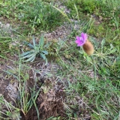 Petrorhagia nanteuilii (Proliferous Pink, Childling Pink) at Hughes Grassy Woodland - 9 Oct 2020 by KL