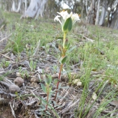 Pimelea linifolia subsp. caesia at Yass River, NSW - 9 Oct 2020