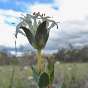 Pimelea linifolia subsp. caesia at Yass River, NSW - 9 Oct 2020 04:18 PM