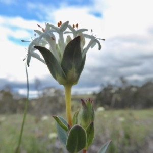 Pimelea linifolia subsp. caesia at Yass River, NSW - 9 Oct 2020