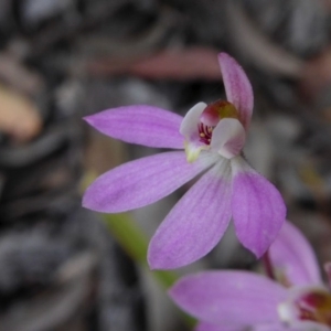 Caladenia carnea at Yass River, NSW - suppressed