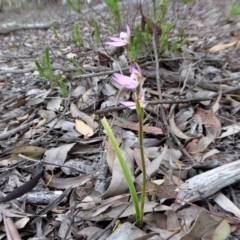 Caladenia carnea at Yass River, NSW - suppressed