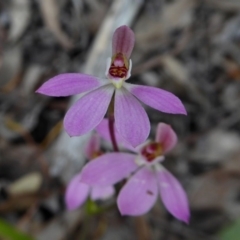 Caladenia carnea at Yass River, NSW - suppressed