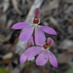 Caladenia carnea at Yass River, NSW - suppressed