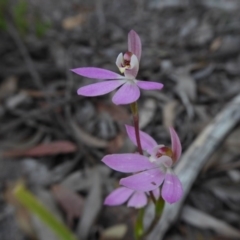 Caladenia carnea at Yass River, NSW - suppressed