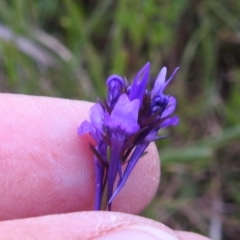 Linaria pelisseriana (Pelisser's Toadflax) at Bruce, ACT - 9 Oct 2020 by HelenCross