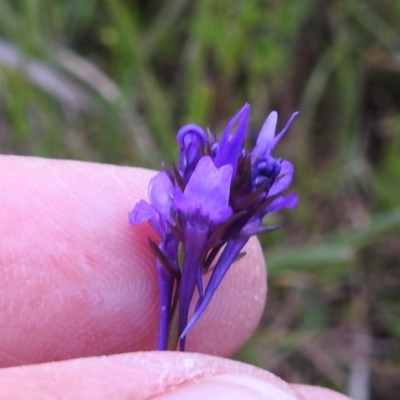 Linaria pelisseriana (Pelisser's Toadflax) at Black Mountain - 9 Oct 2020 by HelenCross